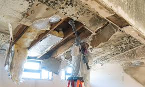 Why You Should Choose Our Mold Remediation Services in Rossmoyne, OH